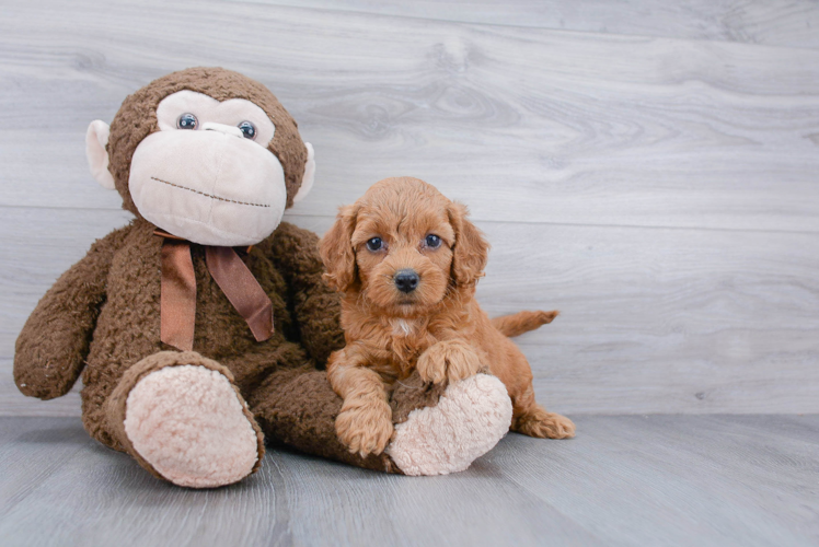 Cockapoo Pup Being Cute