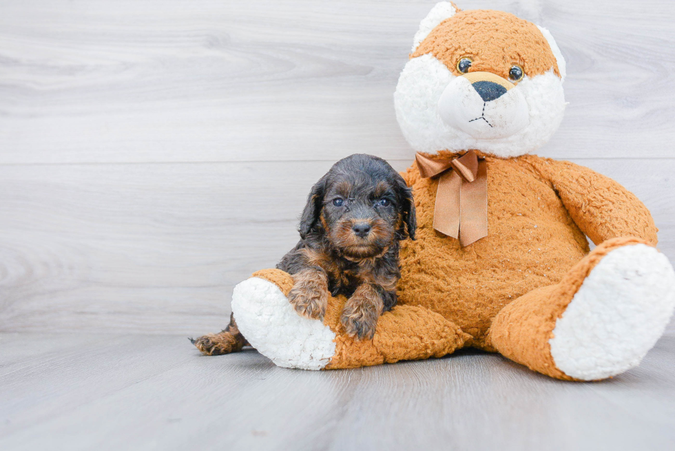 Funny Cockapoo Poodle Mix Pup