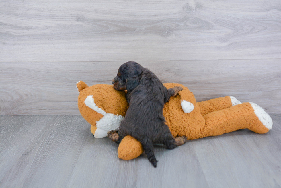 Sweet Cockapoo Baby