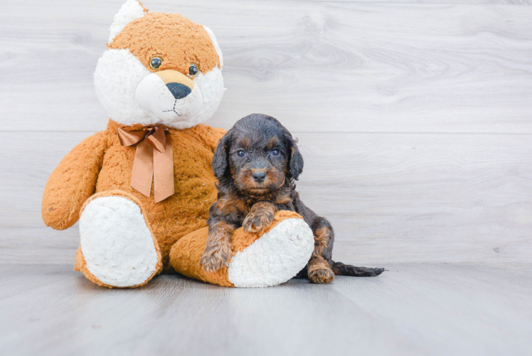 Little Cockerpoo Poodle Mix Puppy