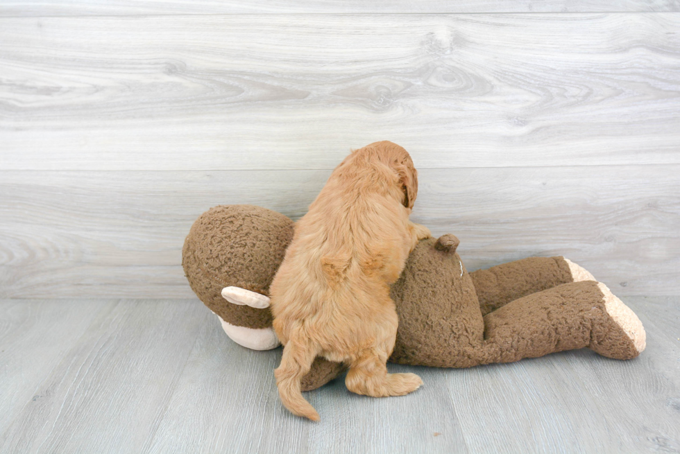 Adorable Cockerpoo Poodle Mix Puppy