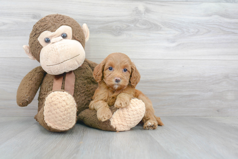 Best Cockapoo Baby