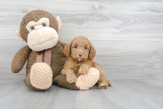 Best Cockapoo Baby