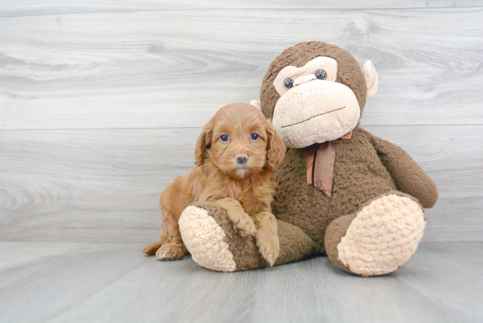 Cockapoo Puppy for Adoption