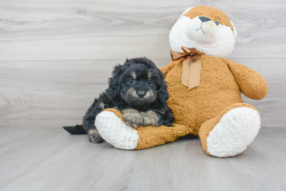 Cockapoo Pup Being Cute