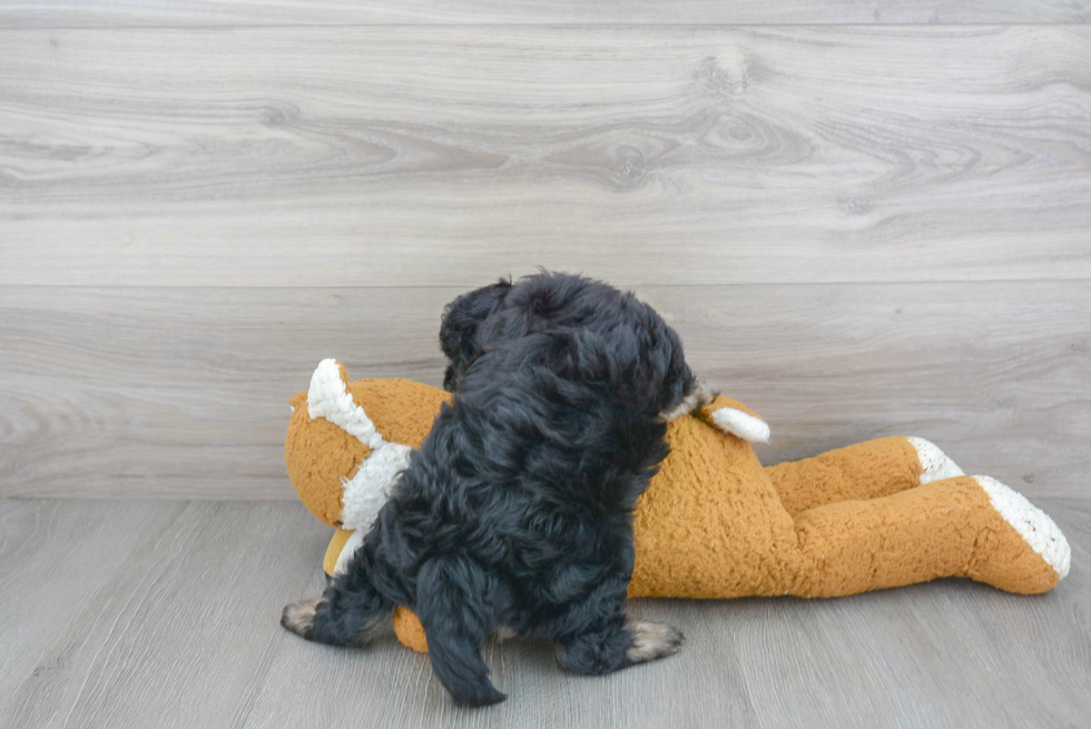 Cockapoo Pup Being Cute