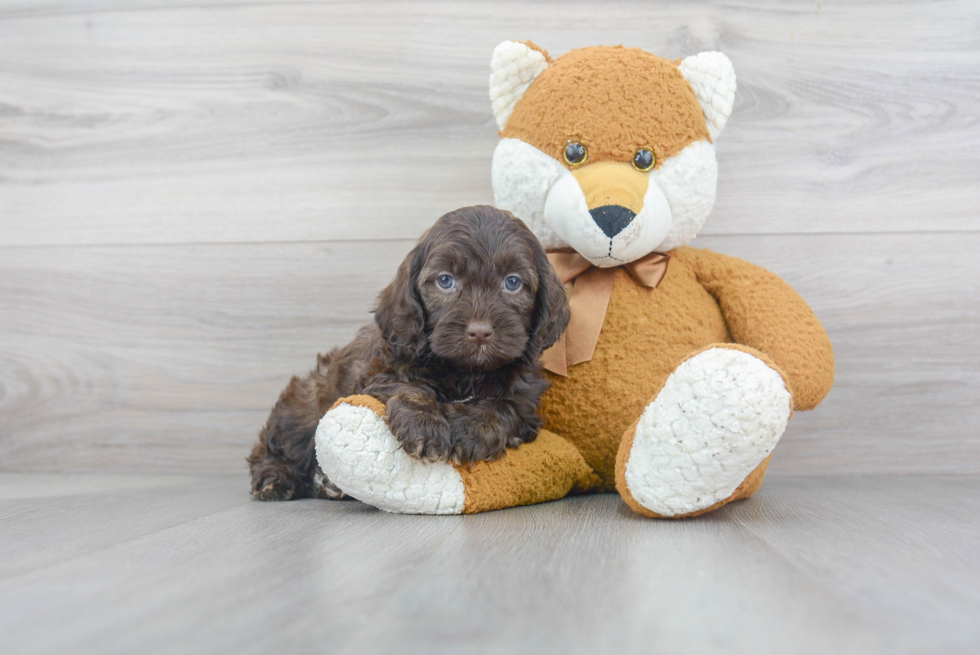 Fluffy Cockapoo Poodle Mix Pup