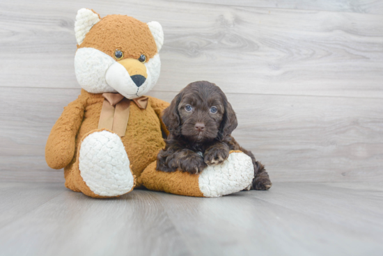 Fluffy Cockapoo Poodle Mix Pup