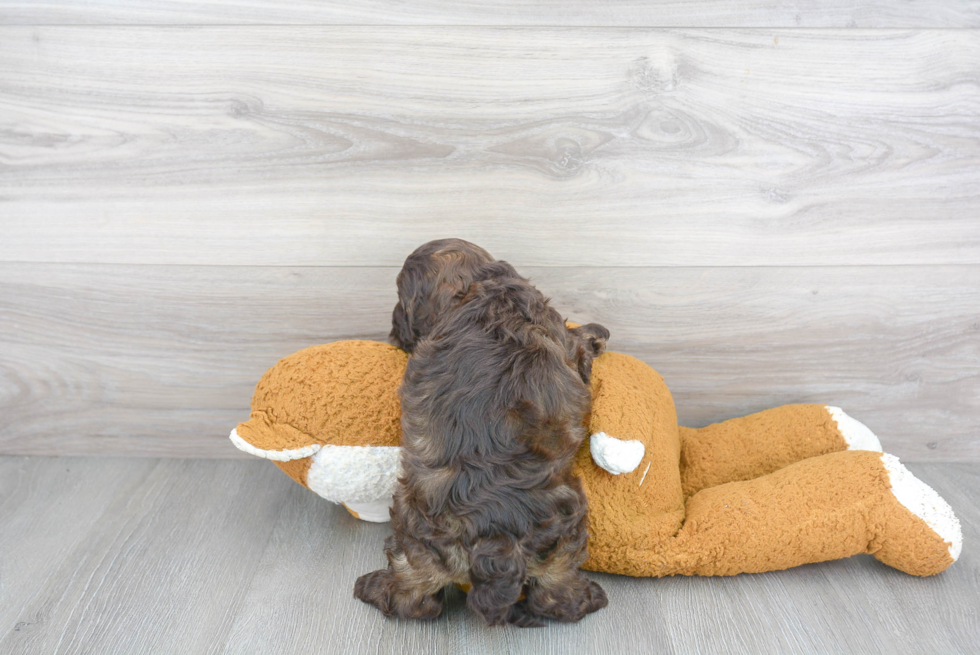 Cockapoo Pup Being Cute