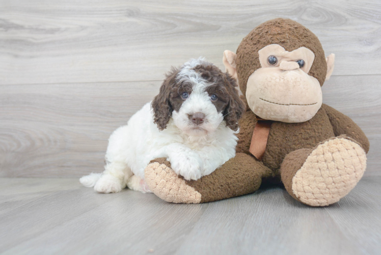 Sweet Cockapoo Baby