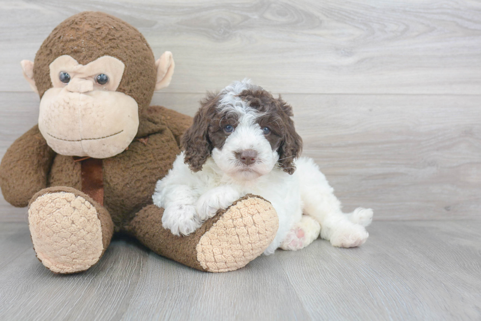 Cockapoo Puppy for Adoption