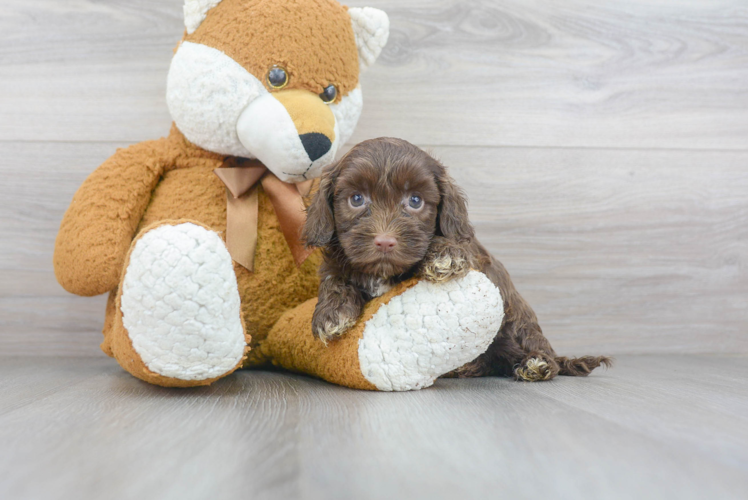 Cockapoo Puppy for Adoption