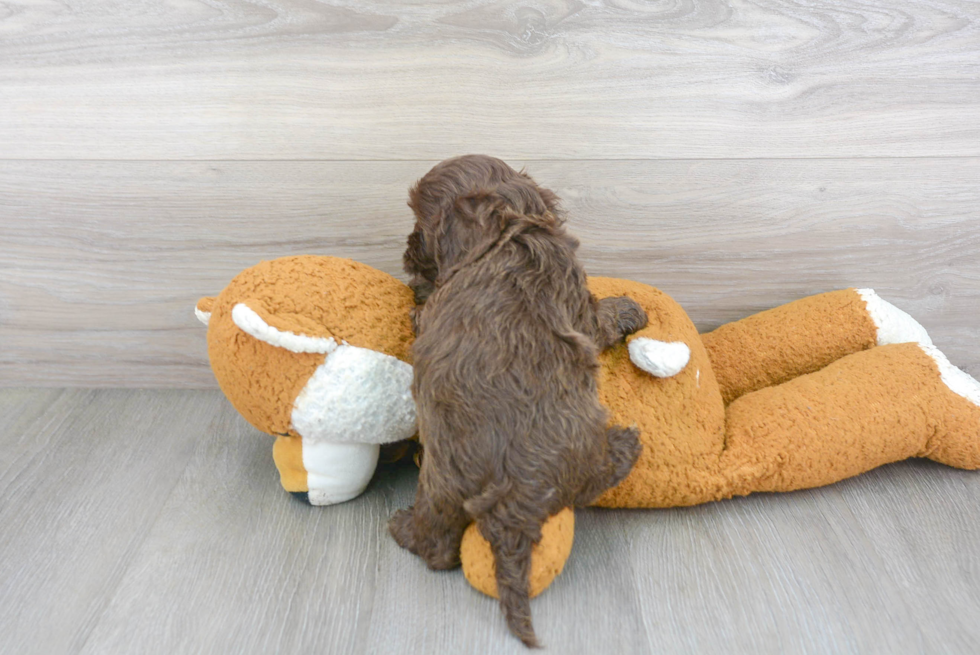 Cockapoo Pup Being Cute