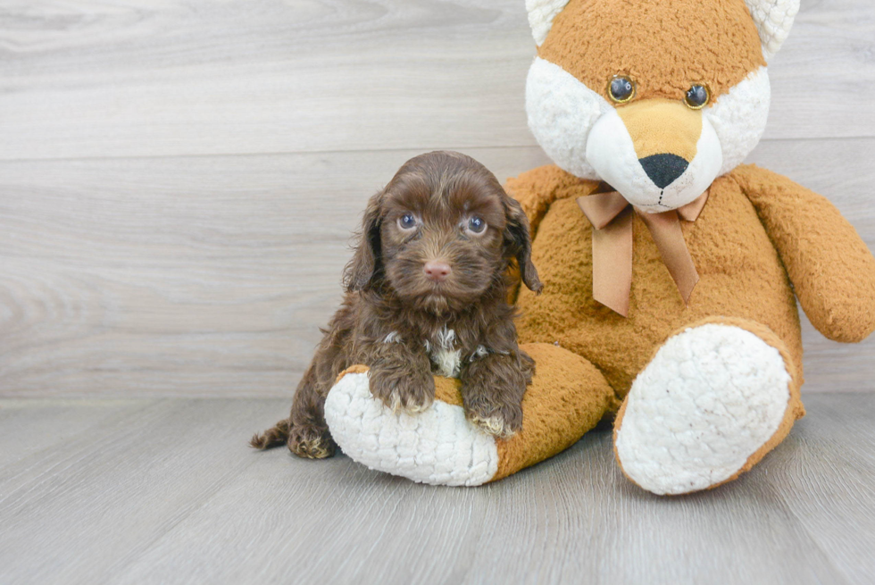 Cute Cockapoo Poodle Mix Pup