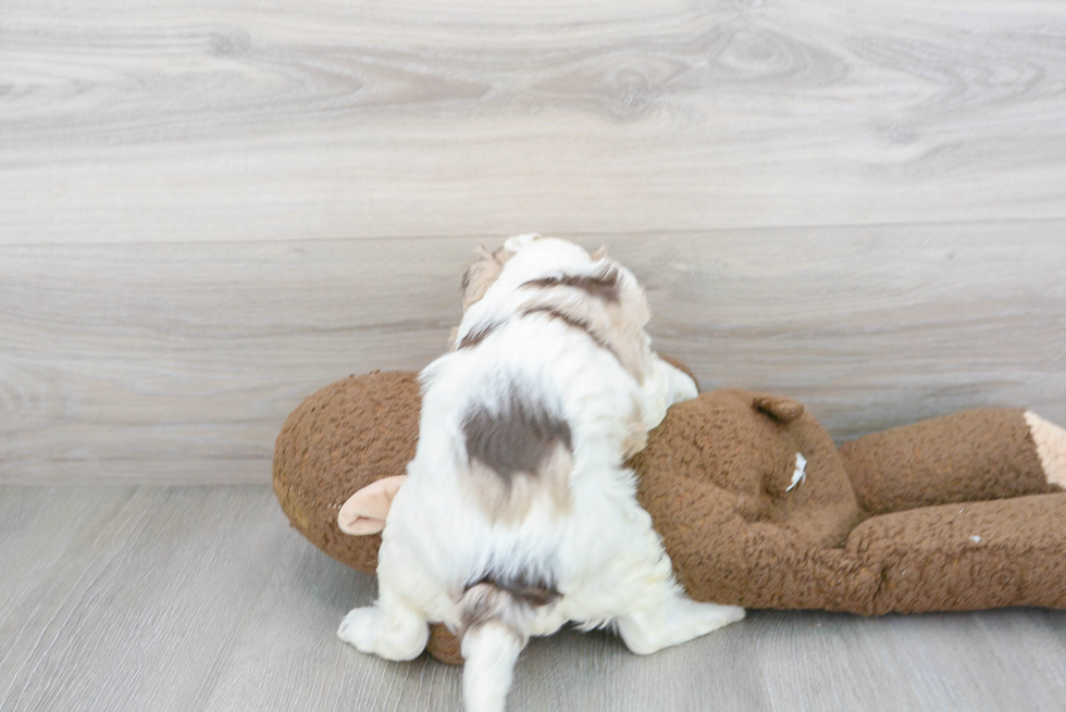 Cockapoo Pup Being Cute