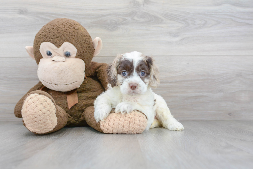 Cockapoo Pup Being Cute