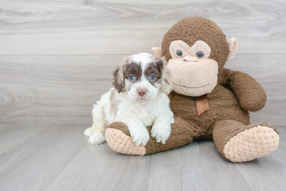 Playful Cockerpoo Poodle Mix Puppy