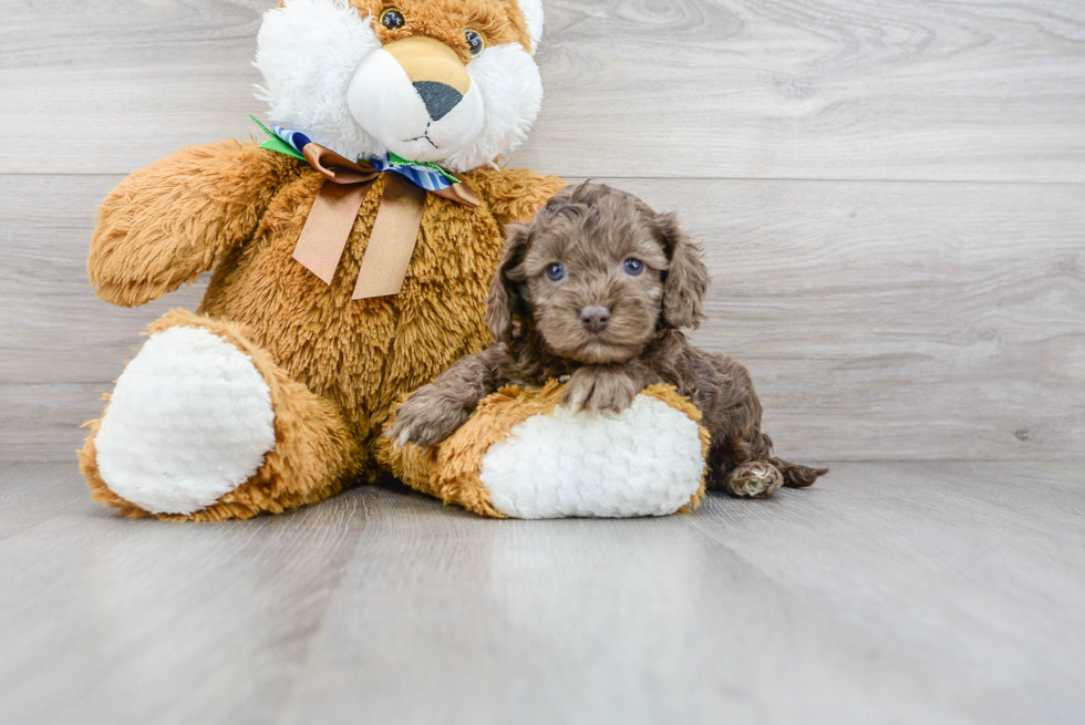 Happy Cockapoo Baby