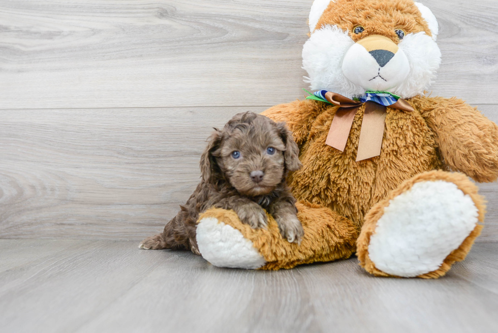 Cockapoo Puppy for Adoption