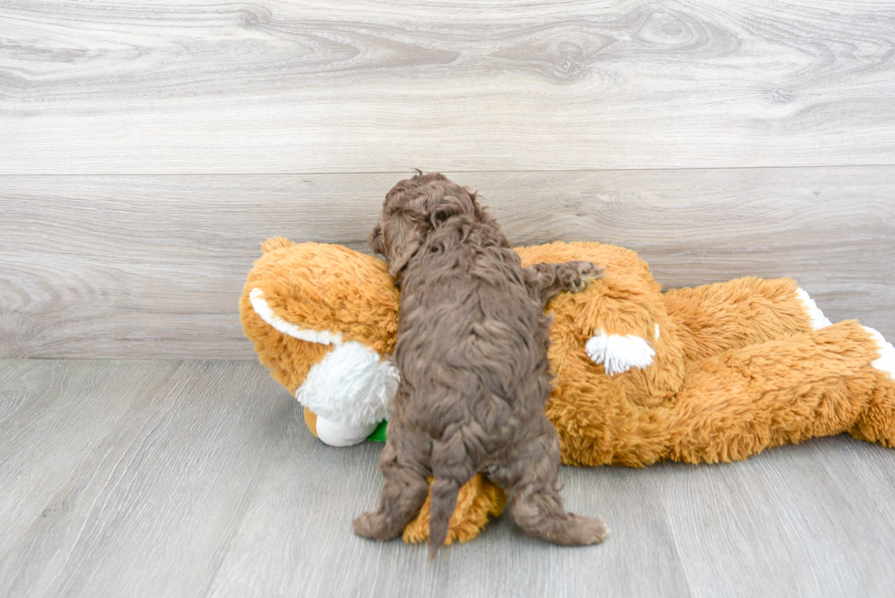 Best Cockapoo Baby