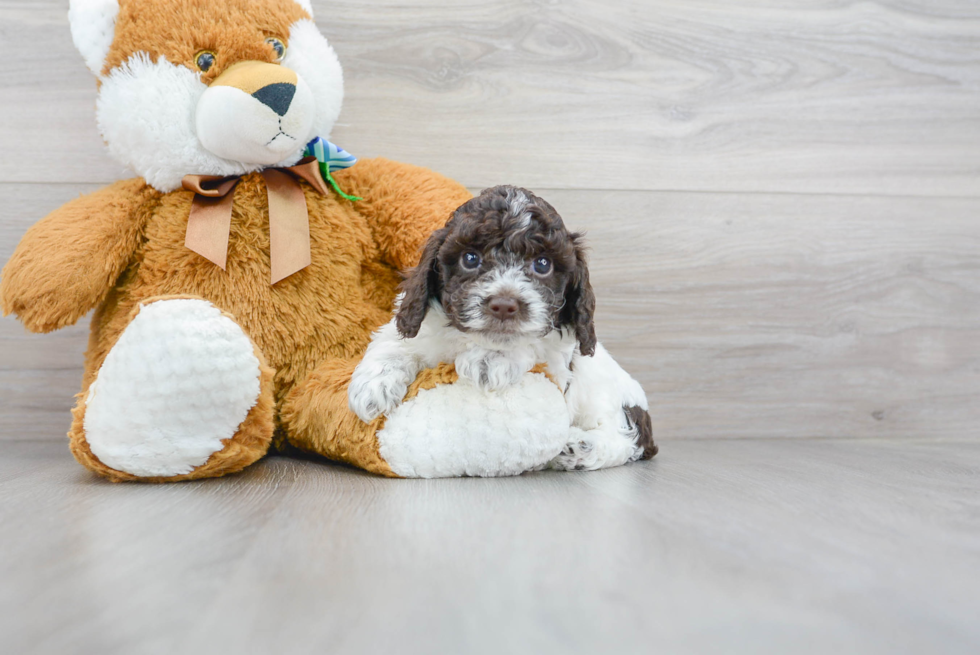 Hypoallergenic Cockerpoo Poodle Mix Puppy