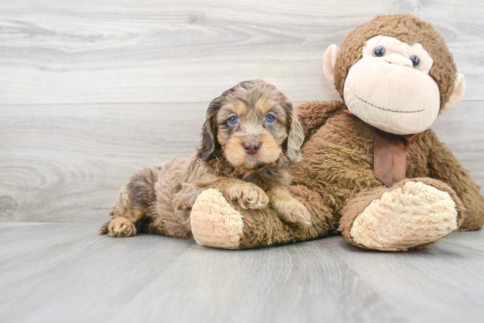 Cute Cockapoo Baby