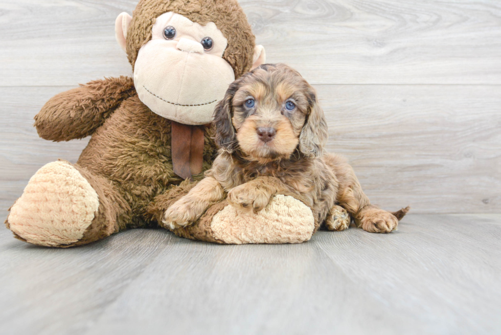 Best Cockapoo Baby