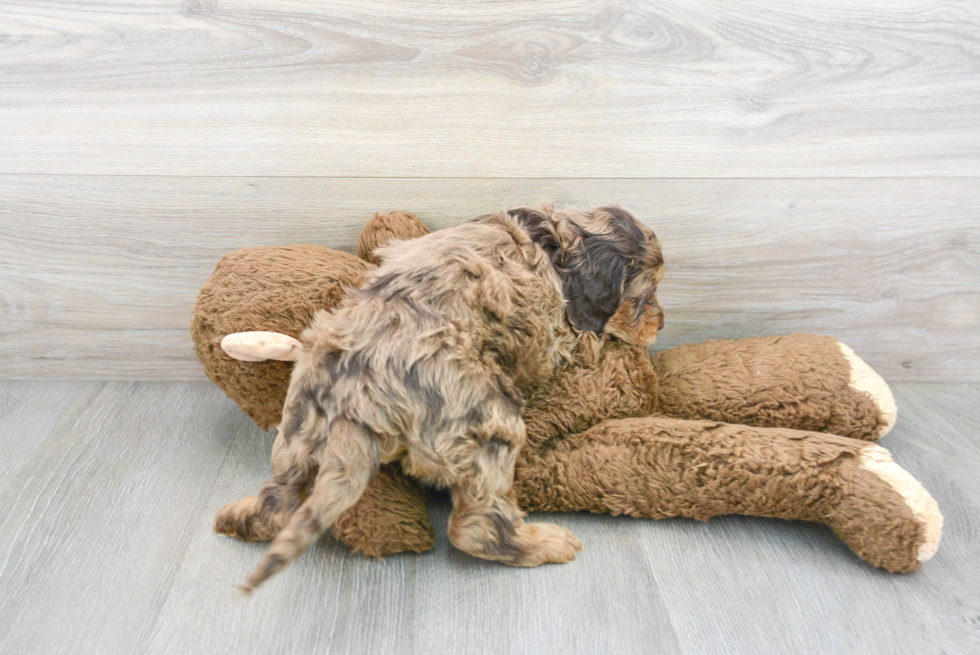 Sweet Cockapoo Baby