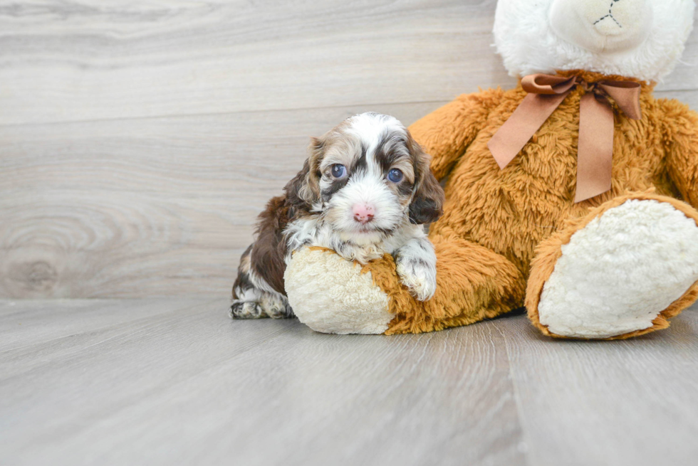 Hypoallergenic Cockerpoo Poodle Mix Puppy