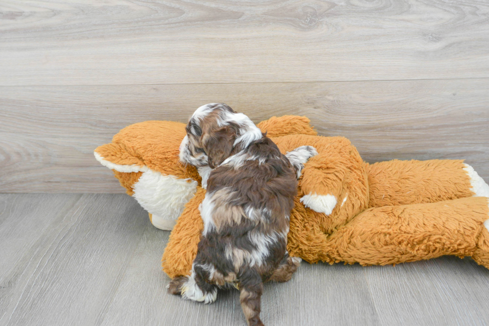 Smart Cockapoo Poodle Mix Pup