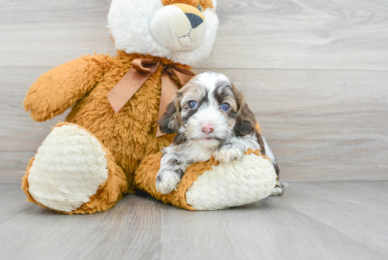 Cockapoo Puppy for Adoption