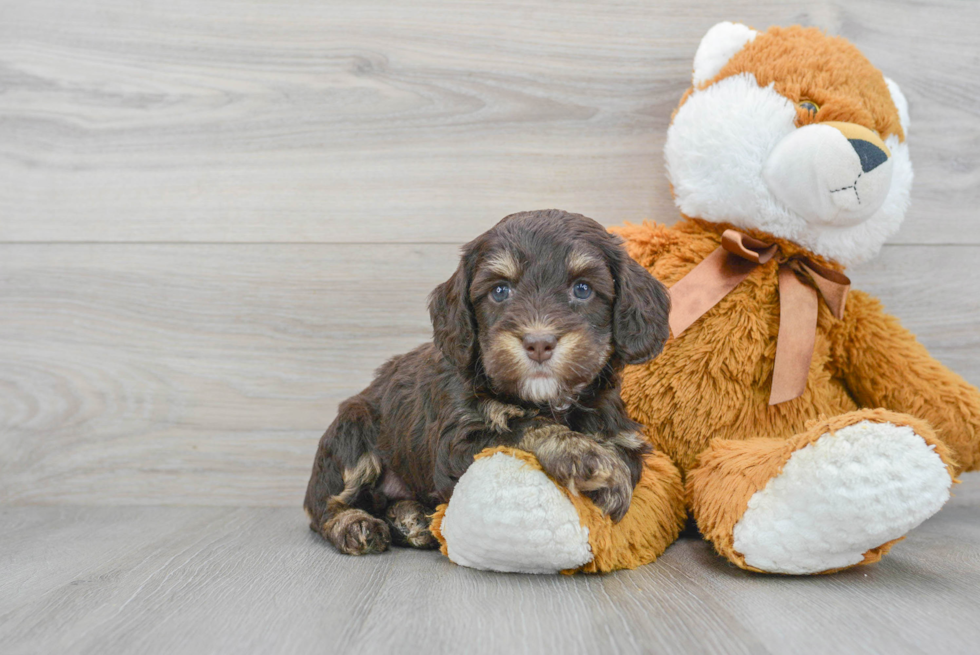Cockapoo Pup Being Cute