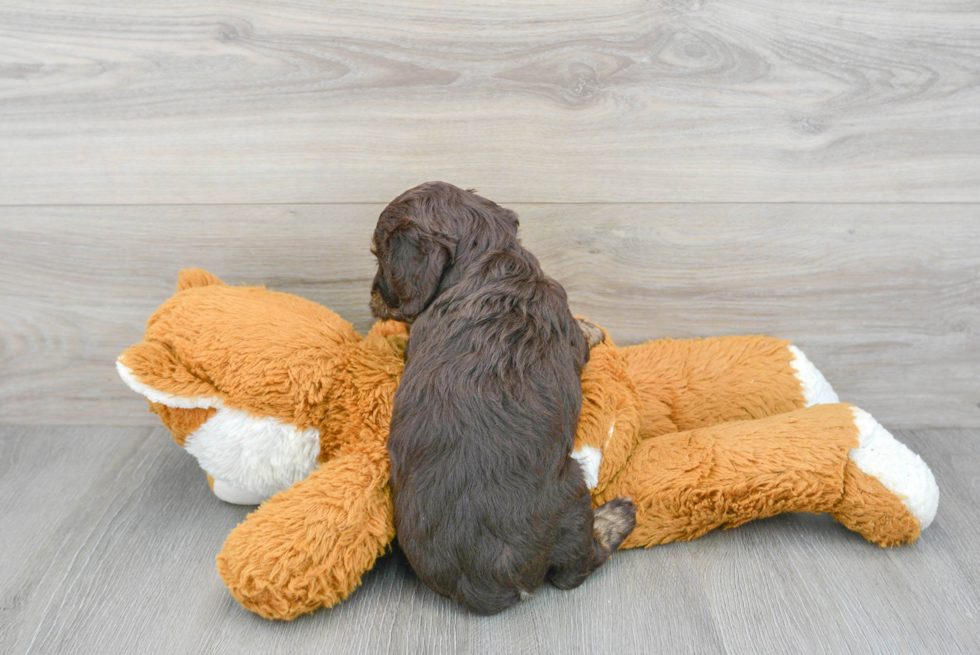 Cockapoo Puppy for Adoption