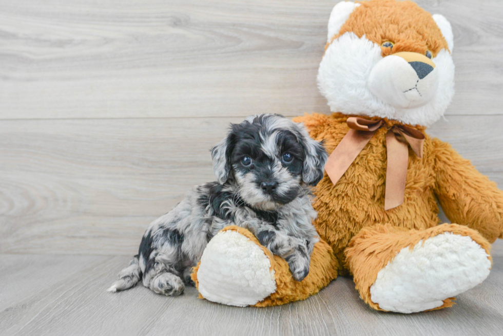 Playful Cockerpoo Poodle Mix Puppy