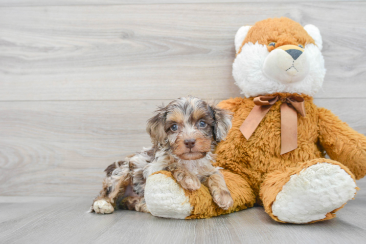 Cockapoo Pup Being Cute