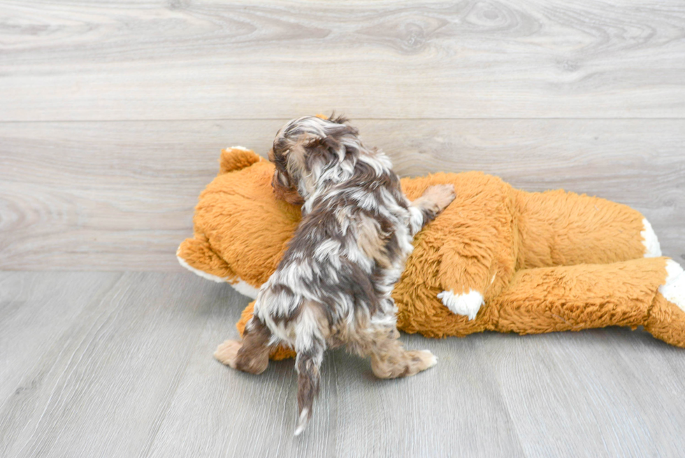 Cockapoo Pup Being Cute