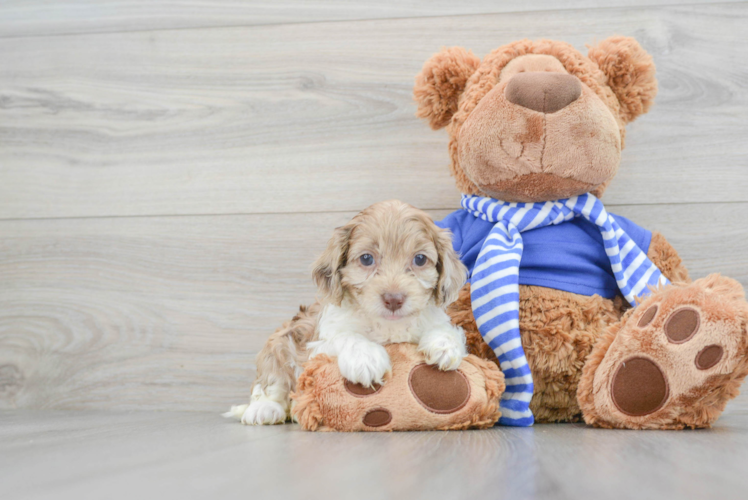 Cockapoo Puppy for Adoption