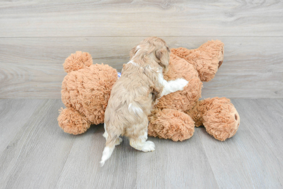 Smart Cockapoo Poodle Mix Pup