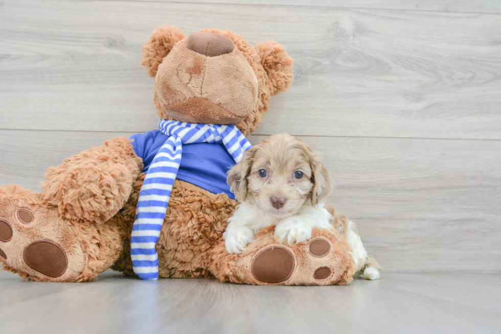 Sweet Cockapoo Baby