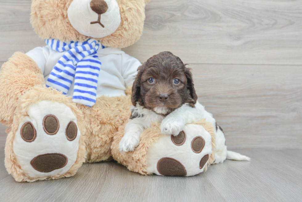 Small Cockapoo Baby