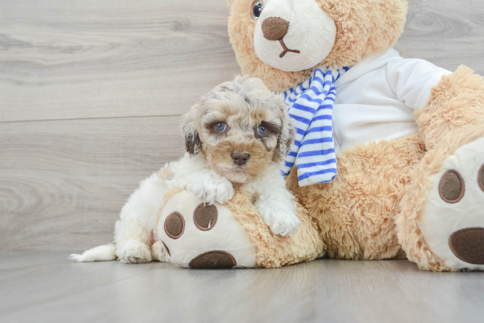 Energetic Cockerpoo Poodle Mix Puppy