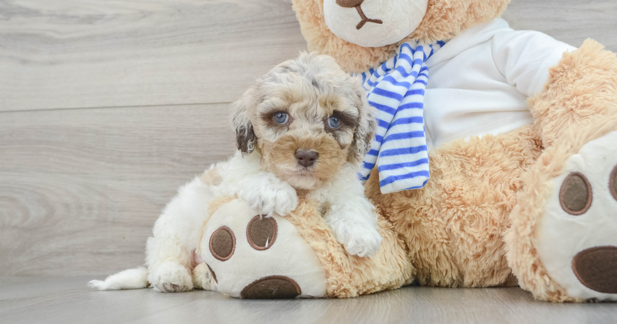 Cockapoo Patch Petite Cockapoo Patches: 5lb 3oz Doodle Puppy