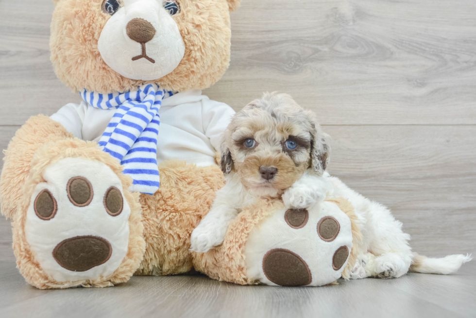 Fluffy Cockapoo Poodle Mix Pup