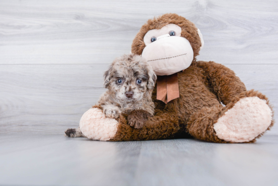 Adorable Cockerpoo Poodle Mix Puppy