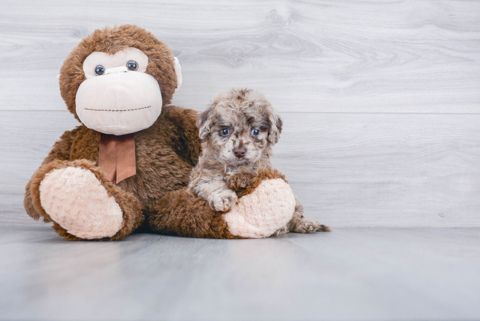 Cute Cockapoo Baby