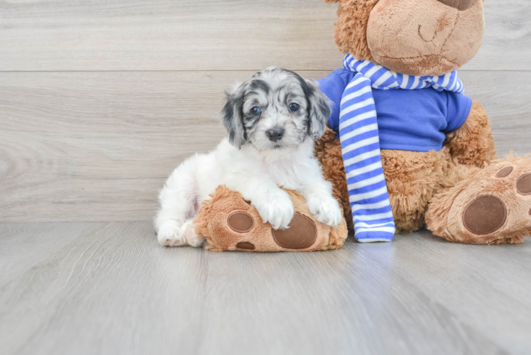 Cockapoo Puppy for Adoption