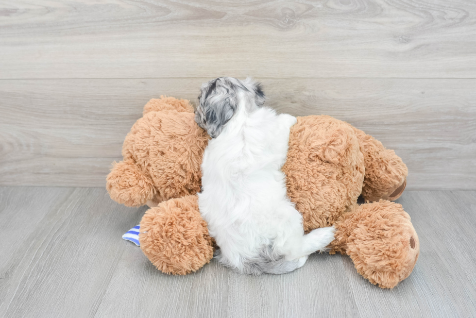 Energetic Cockerpoo Poodle Mix Puppy