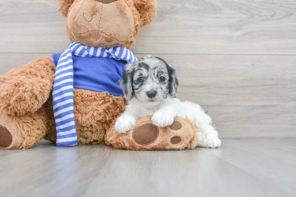 Playful Cockerpoo Poodle Mix Puppy