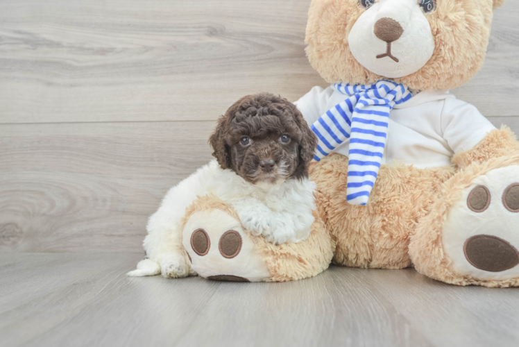 Cockapoo Pup Being Cute