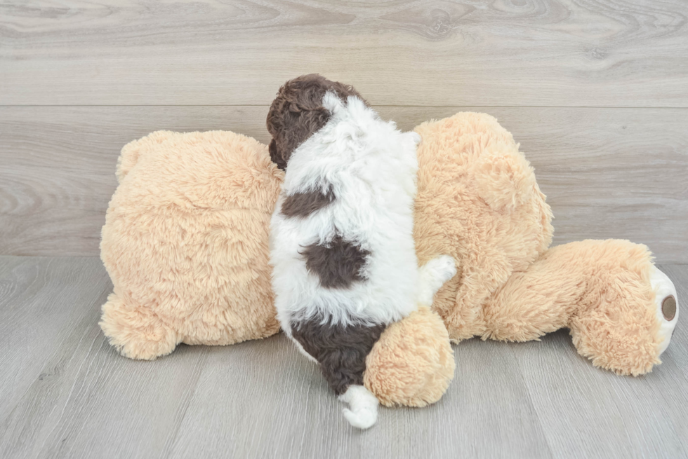 Cockapoo Pup Being Cute